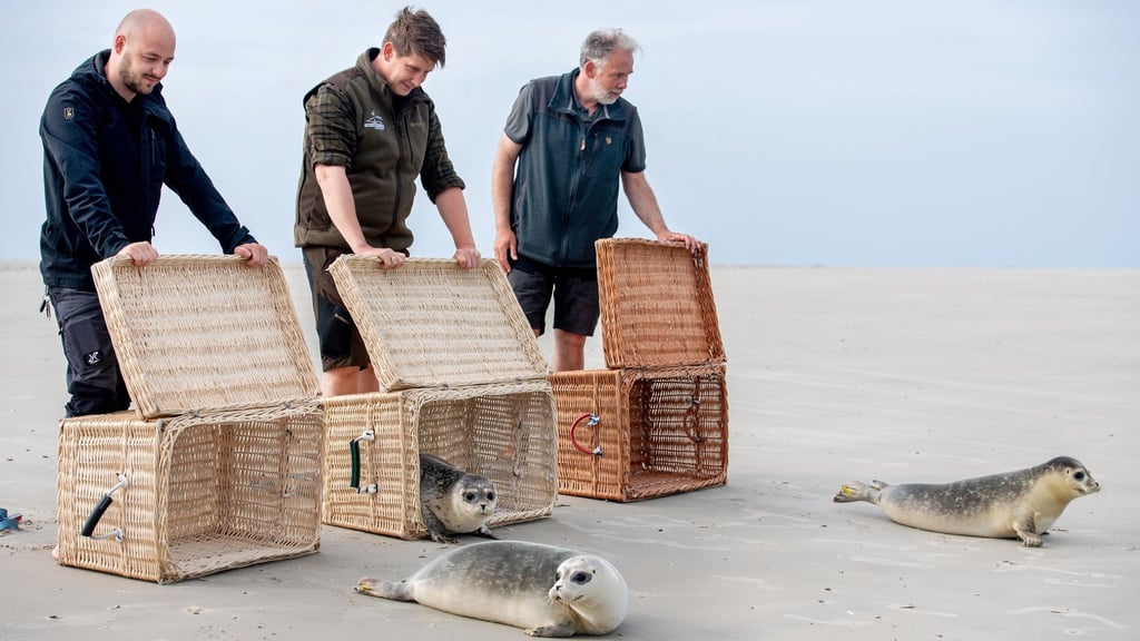 Der Moment der Freiheit ist für die jungen Seehunde da, als die Tierpfleger die Transportkörbe öffnen.