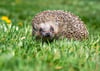 DIe Igel sollen in Dessau-Roßlau besser geschützt werden.