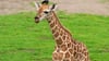 Die neue Rothschild-Giraffe im Leipziger Zoo lernt zwei Wochen nach der Geburt ihr Freigehege kennen.