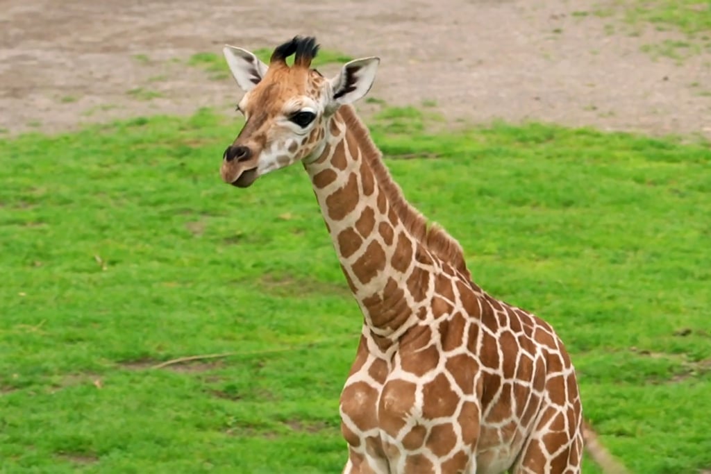 Die neue Rothschild-Giraffe im Leipziger Zoo lernt zwei Wochen nach der Geburt ihr Freigehege kennen.