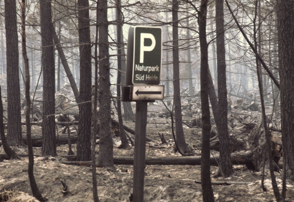 Ein ausgebranntes Waldstück im Naturpark Südheide. (Archivfoto)