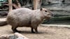 Zwei Capybaras sind in den Magdeburger Zoo eingezogen.