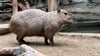 Zwei Capybaras sind in den Magdeburger Zoo eingezogen.