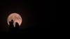Der Vollmond in seiner ganzen Pracht: Aber heulen Wölfe ihn wirklich an?