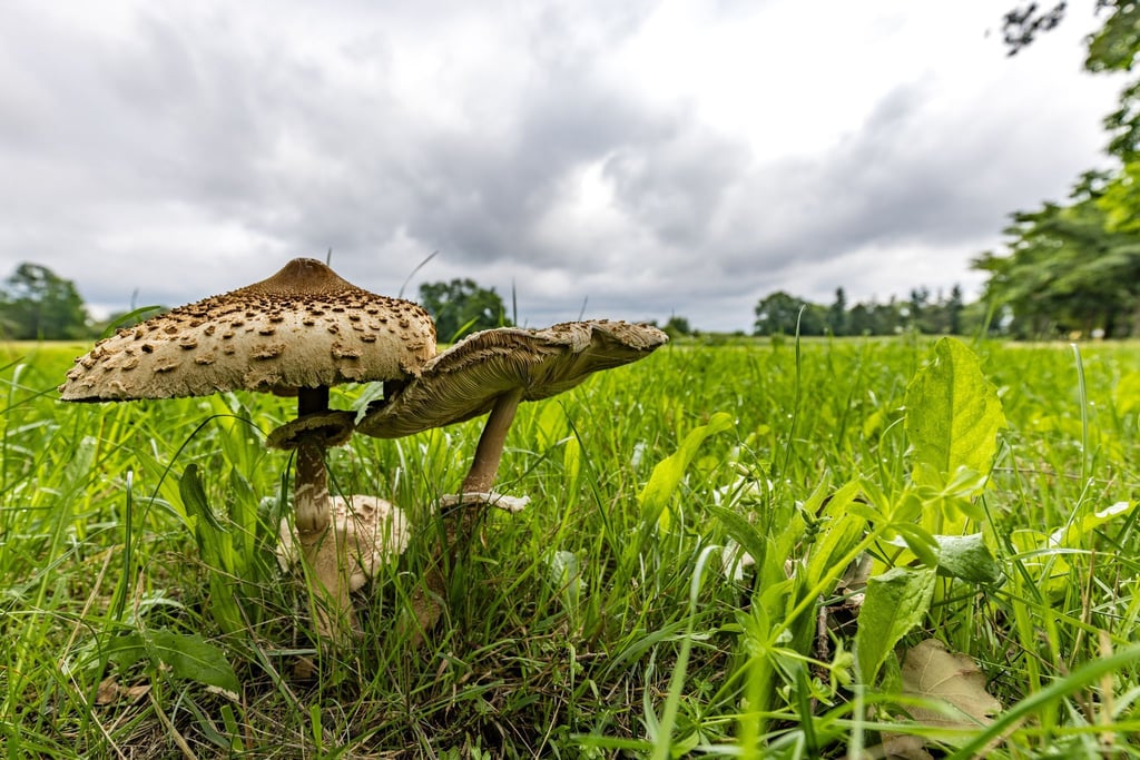 Die Pilze zeigen sich nach dem Regen der letzten Tage häufig in Südbrandenburg. (Archivbild)