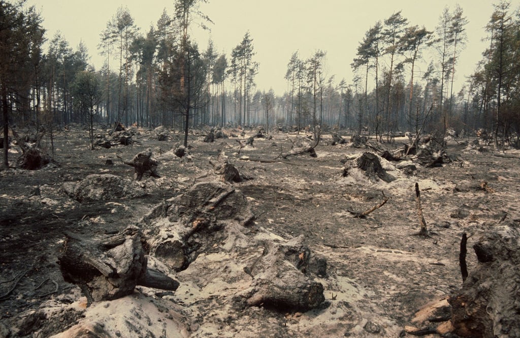 Wie eine Mondlandschaft sieht der ausgebrannte Wald im Naturpark Südheide (Niedersachsen) aus. (Archivfoto)