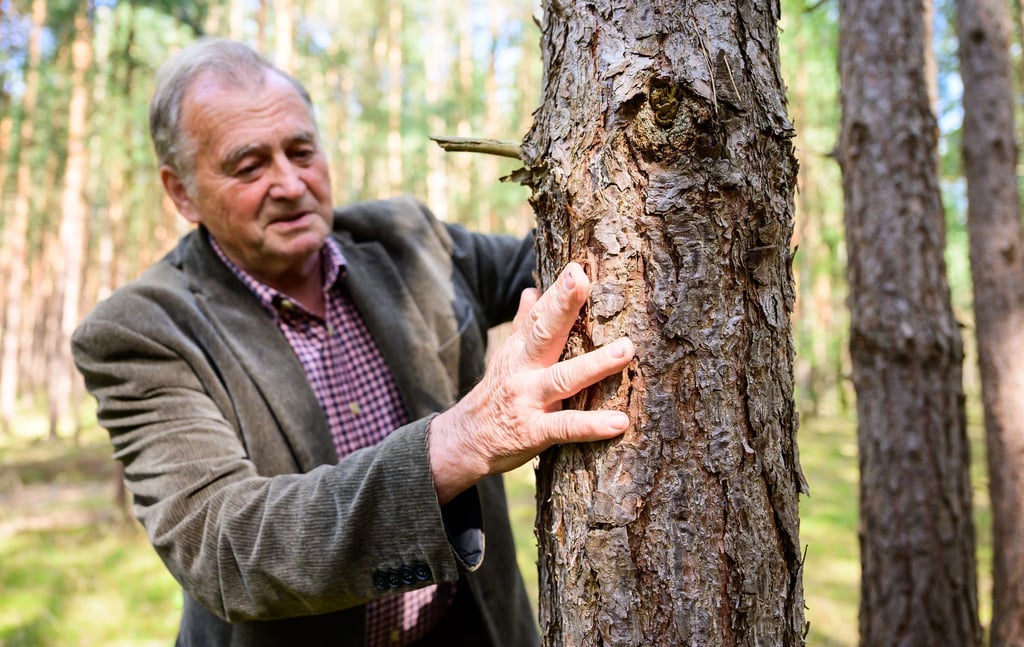 Albert Wolter, freiwilliger Feuerwehrmann der Altersabteilung, steht in einem Kiefernwald unweit von Gorleben, wo 1975 die Waldbrandkatastrophe wütete.