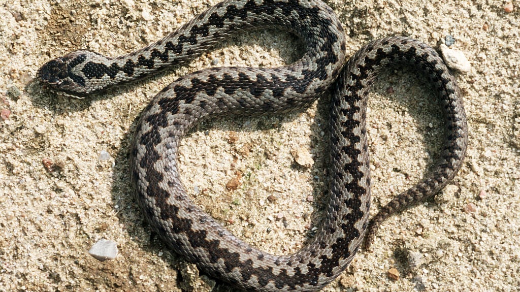 Markant ist das Zickzackband auf dem Rücken der Kreuzotter: Die Tiere sind unter anderem im Harz heimisch.