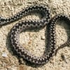Markant ist das Zickzackband auf dem Rücken der Kreuzotter: Die Tiere sind unter anderem im Harz heimisch.