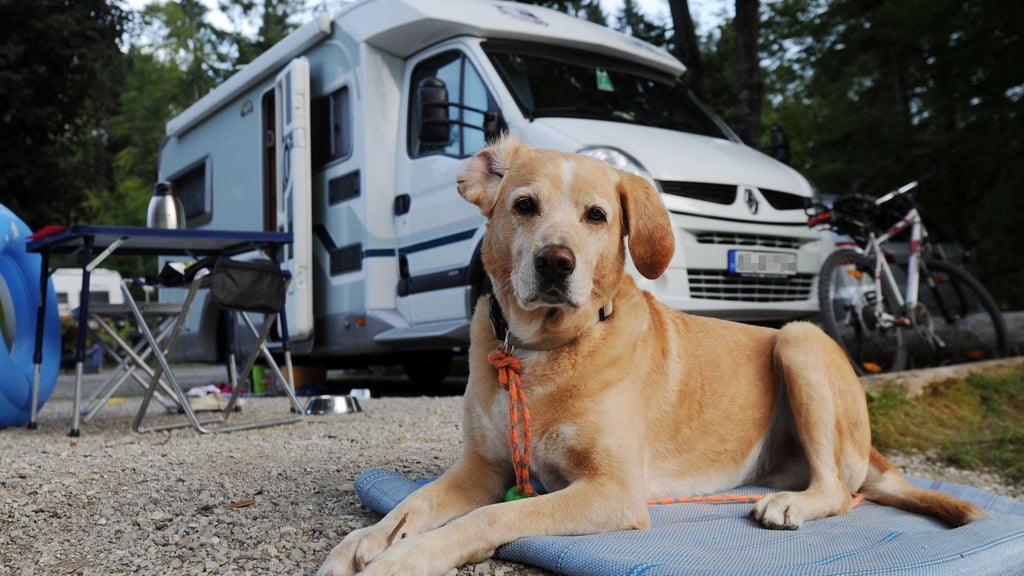 Campingurlaub mit Hund bietet viel gemeinsame Zeit und ist oft günstiger als ein Hotelaufenthalt.