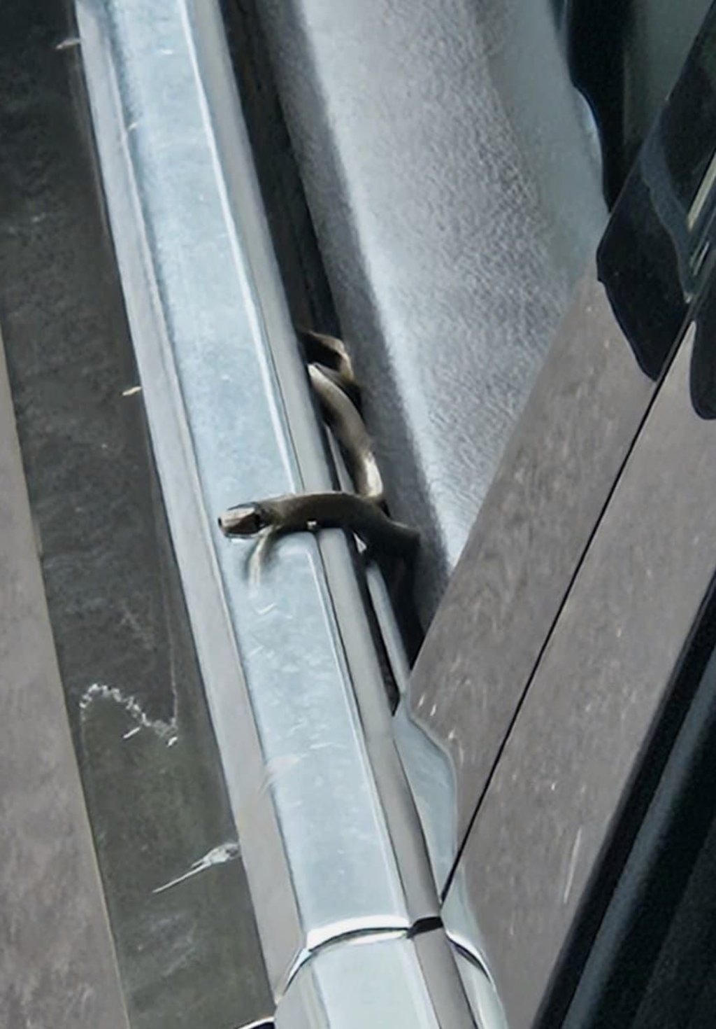Diese Schlange hatte ein Autofahrer vermutlich aus einem Urlaub in Kroatien unwissentlich mitgebracht. Auf dem Gelände von Marktkauf in Burg kam das Tier zum Vorschein.
