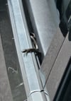 Diese Schlange hatte ein Autofahrer vermutlich aus einem Urlaub in Kroatien unwissentlich mitgebracht. Auf dem Gelände von Marktkauf in Burg kam das Tier zum Vorschein.