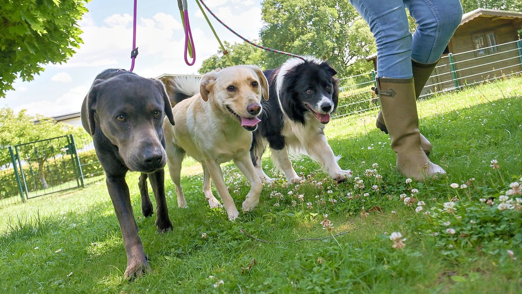Die Hundesteuer in Wernigerode soll erhöht werden