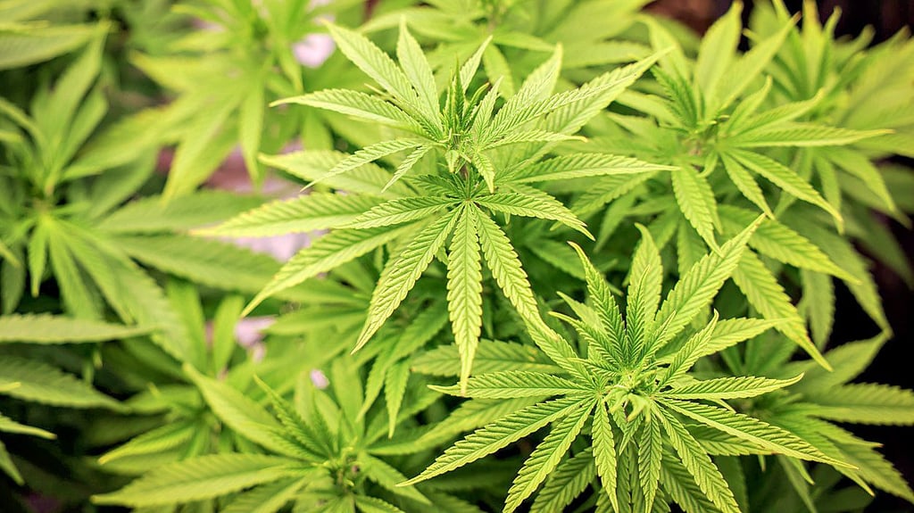 So sehen Cannabispflanzen aus.