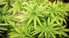 So sehen Cannabispflanzen aus.