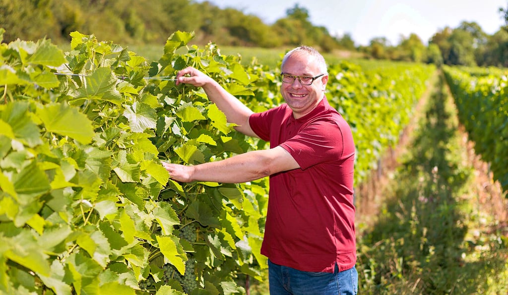 Marcel Schulze entblättert die Rebstöcke auf dem neuen Weinberg in Salsitz.