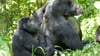Auch Gorilla-Weibchen können – trotz des extremen Größen- und Kraftunterschieds – Konflikte für sich entscheiden.