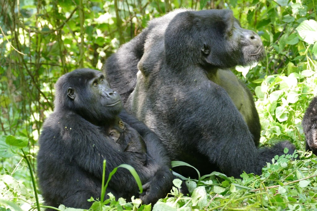 Auch Gorilla-Weibchen können – trotz des extremen Größen- und Kraftunterschieds – Konflikte für sich entscheiden.