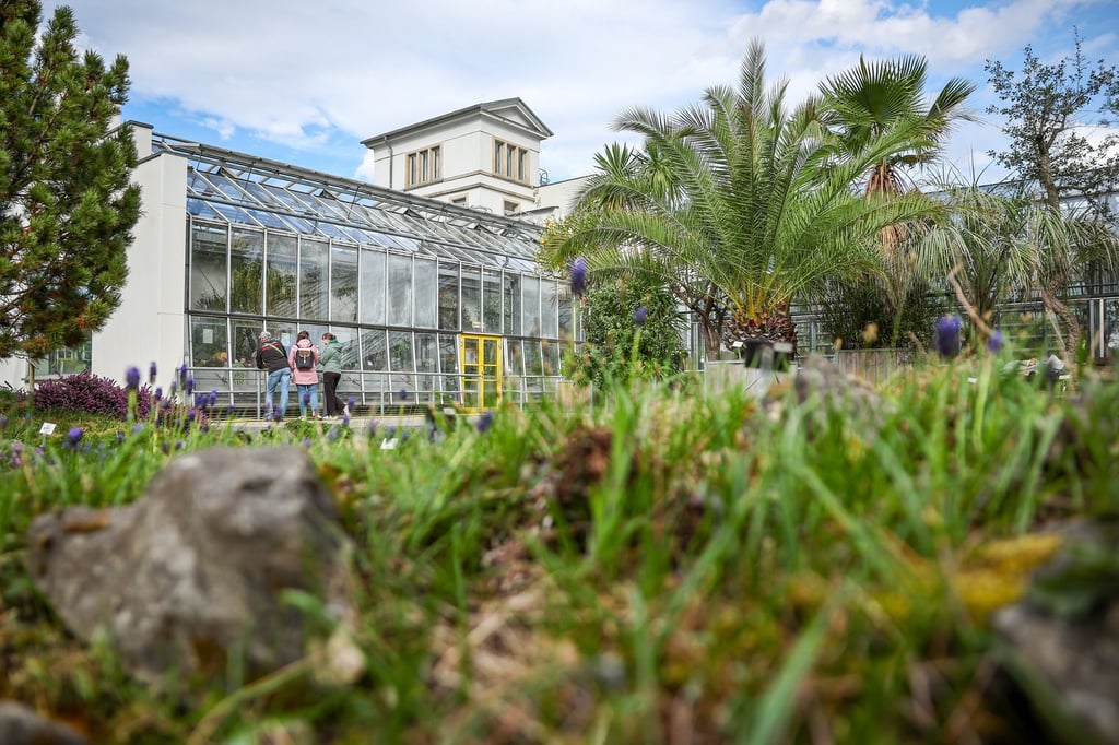 Mehrere Pflanzen wurden im laufenden Jahr aus den botanischen Gärten in Chemnitz und Dresden gestohlen. Der letzte Diebstahl im botanischen Garten in Leipzig ist ein Jahr her. (Symbolbild)