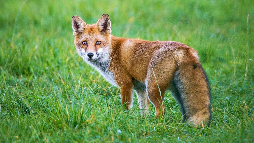 Ein Fuchs steht auf einer Wiese. Nicht nur diese Art kann den gefährlichen Fuchsbandwurm übertragen, sondern auch beispielsweise Hunde.