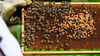 Für die Wissensvermittlung an Nachwuchs-Imker, aber auch für die Bekämpfung von Bienen-Krankheiten erhalten Imkereien in Thüringen bis zu 1.500 Euro jährlich. (Symbolfoto)