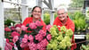 Simone Lüders (links) und Jeannette Pollehn sind die Blumenköniginnen im Gardelegener Hagebaumarkt.