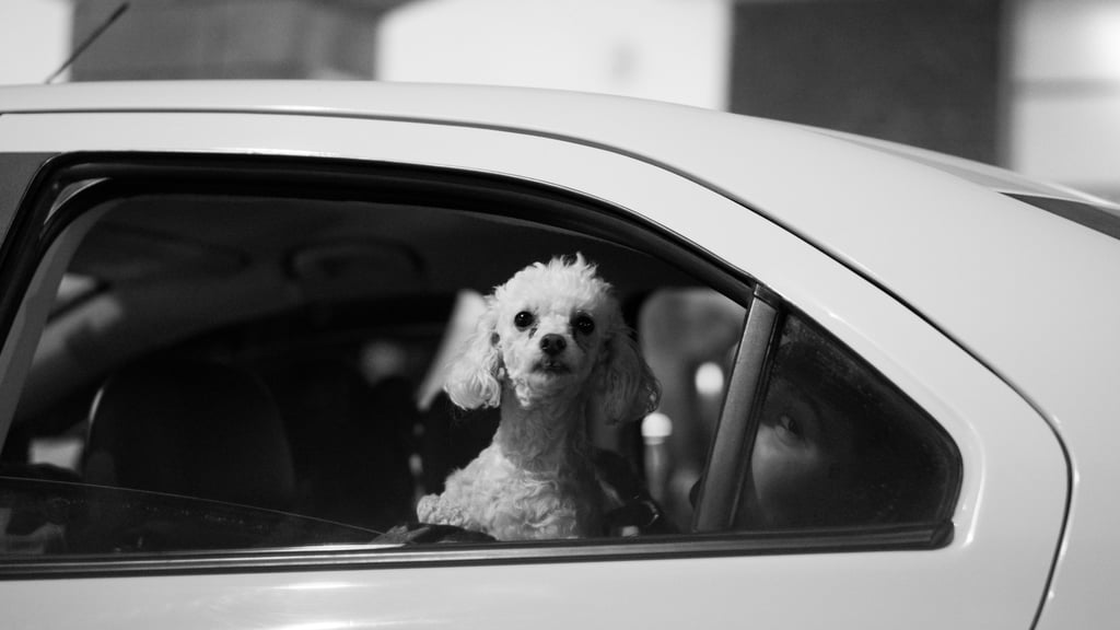 Bei Hochsommer-Temperaturen hat ein Mann in der Börde jetzt seinen Hund im Auto gelassen.