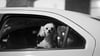 Bei Hochsommer-Temperaturen hat ein Mann in der Börde jetzt seinen Hund im Auto gelassen. 