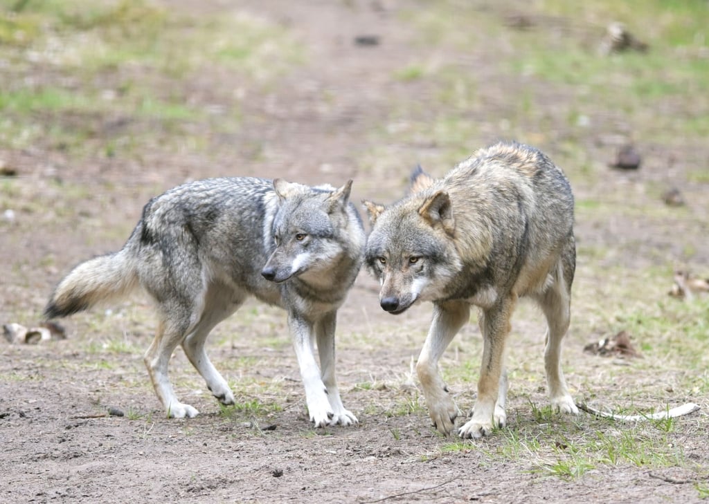 Der Umgang mit dem Wolf - ein zäher Dauer-Konflikt zwischen Politik und Verbänden in Brandenburg. (Archivbild)