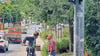 Bäume verdecken das Hinweisschild mit der Verkehrsführung an der Eislebener Straße. 