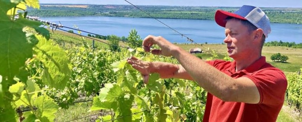 Arbeiten mit Seeblick: Winzer Lars Reifert bewirtschaftet den Weinberg am Geiseltalsee. Mit seinem Vater hatte er 2000 die ersten Reben gepflanzt.