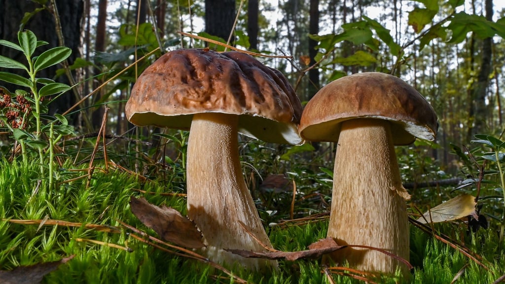 Im Nationalpark gelten besondere Regeln für das Pilzesammeln. (Archivbild)