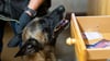 Der Belgische Schäferhund „Habbo“ hat schon mehrere Tausend Euro erschnüffelt.