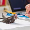 Rolf Hausch hat ein Herz für Vögel und kümmert sich derzeit um einen gefundenen  Mauersegler. Er füttert ihn mit Grillen.