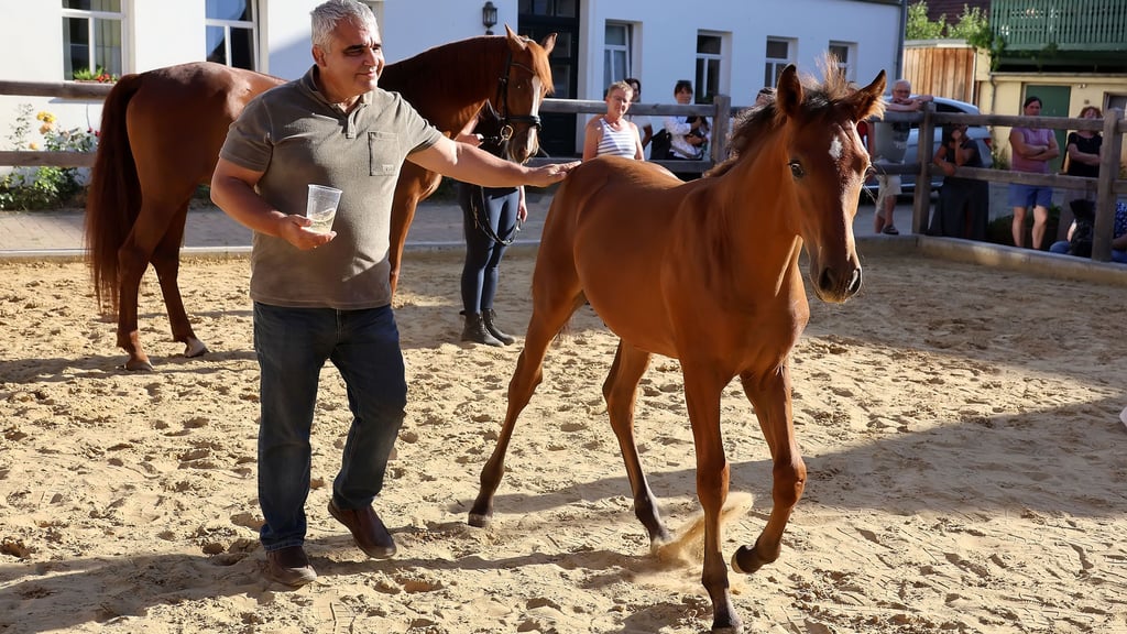 Ein Höhepunkt der Jubiläumsfeier auf Gut Drebsdorf: Michael Meinhold taufte das Fohlen auf den Namen Porthos - mit Sekt.