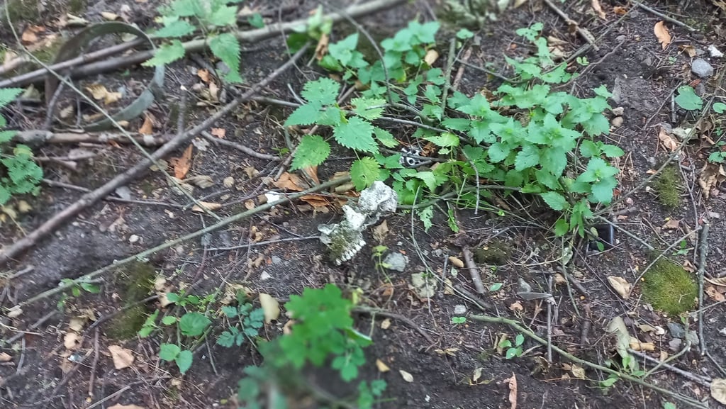 Auf einem Gelände im Wald am Schotterweg in Richtung Potzehne wurde bei Jerchel jetzt ein Schädelknochen und ein weiterer Knochen, vermutlich ein Schienbein, gefunden.