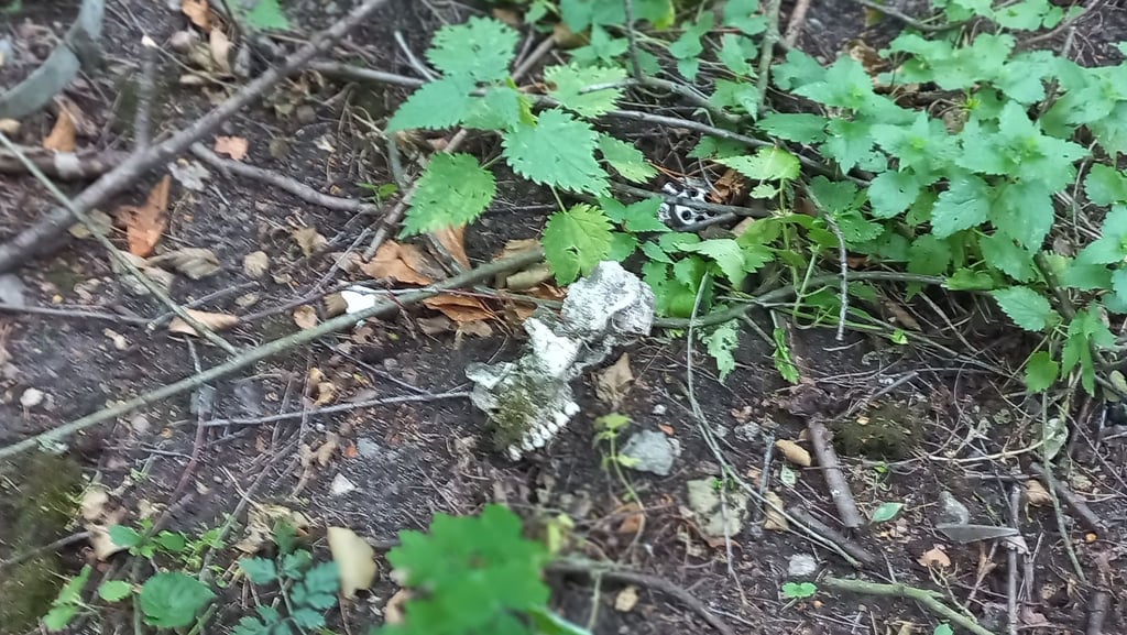 Auf einem Gelände im Wald am Schotterweg in Richtung Potzehne wurde bei Jerchel jetzt ein Schädelknochen und ein weiterer Knochen, vermutlich ein Schienbein, gefunden.