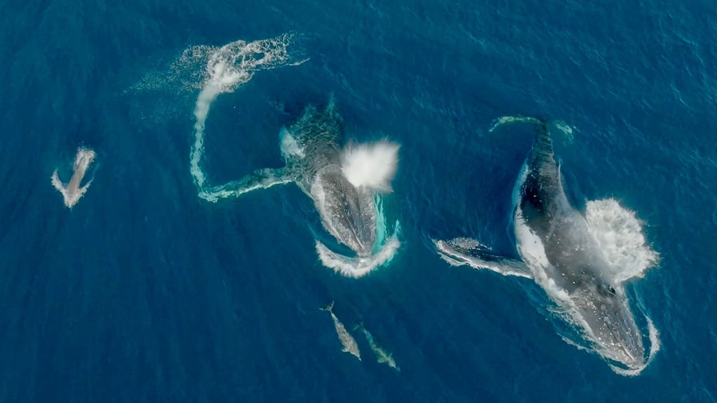 Meeressäuger unter sich - Wale und Delfine können etwas miteinander anfangen.