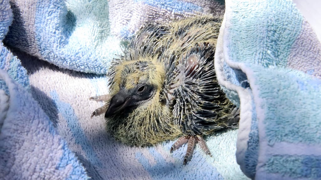 Den Abriss der Ringbrücken in Magdeburg hätten die dort lebenden Taubenküken wohl nicht überlebt. Deswegen wurden sie voarb von Tierschützern in Sicherheit gebracht.