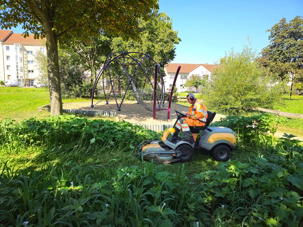 Die Mitarbeiter des städtischen Bauhofs Zerbst Gerald Götze und Beate Jobs (nicht im Bild) sind am Montag (11. August)  sofort zur Stelle und beseitigen die gifigen Pflanzen auf dem Spielplatz Wolfsbrücke.