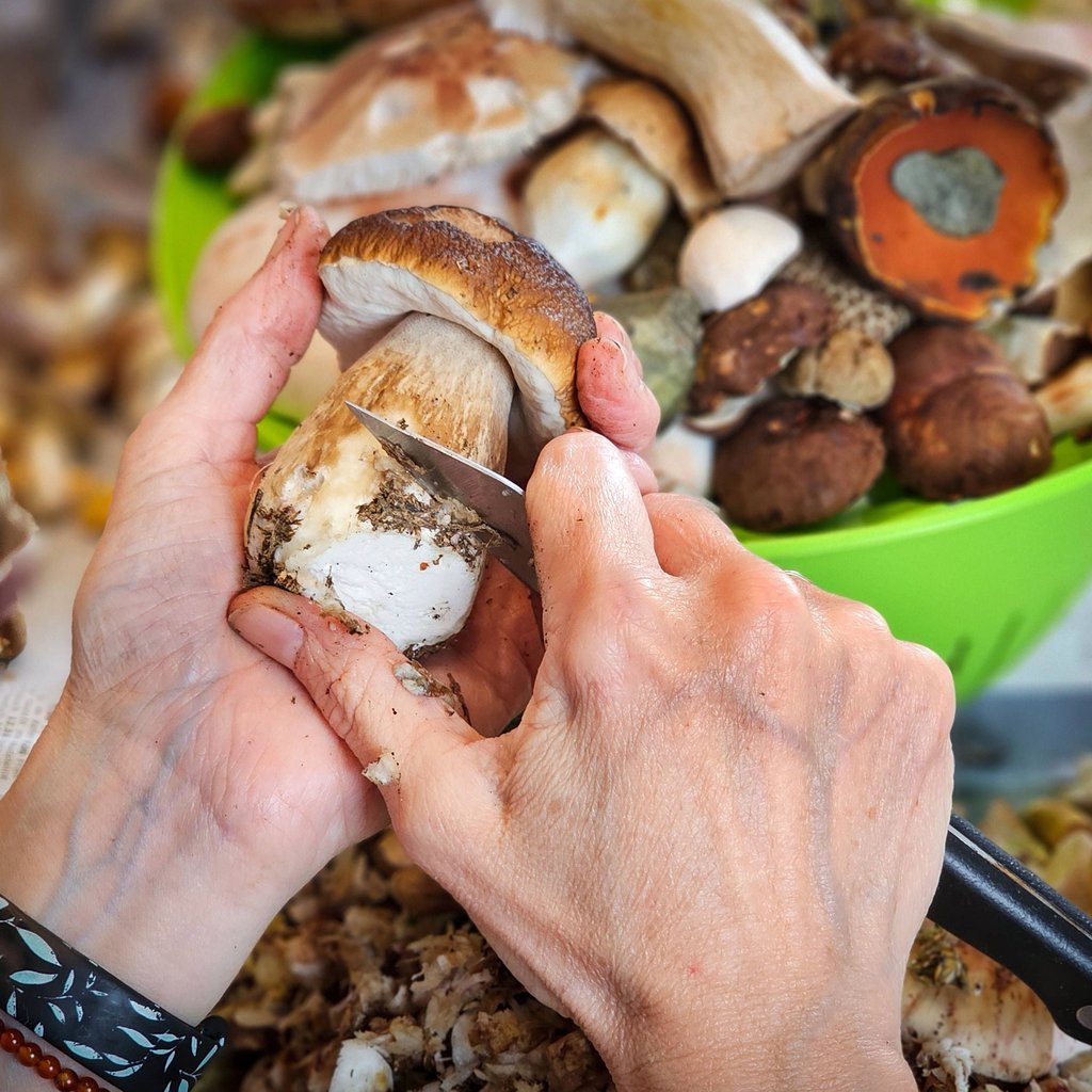 Vor allem im Norden Sachsen-Anhalts stehen die Chancen auf volle Pilzkörbe derzeit gut.&nbsp;