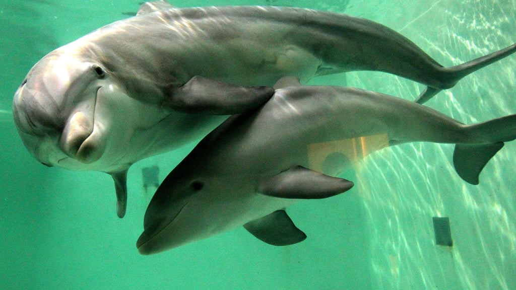 In Australien müssen Jetski-Fahrer großen Abstand zu Meeressäugern halten. (Symbolbild)