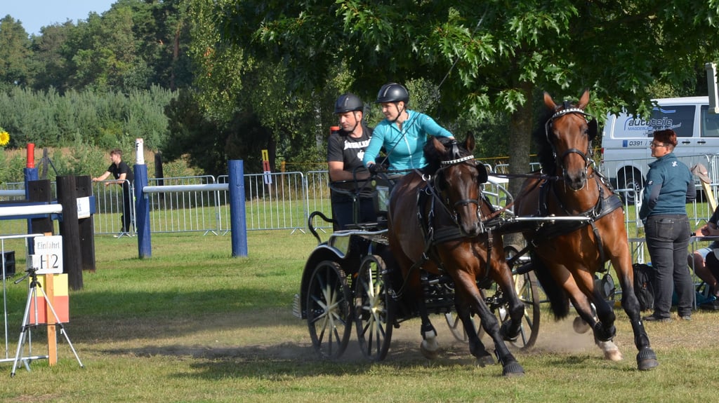 Egal wie viele Pferde oder Ponys vor eine Kutsche gespannt sind, die temporeichen Fahrten um die Hindernisse brauchen ein hohes Maß an Konzentration und Geschicklichkeit.