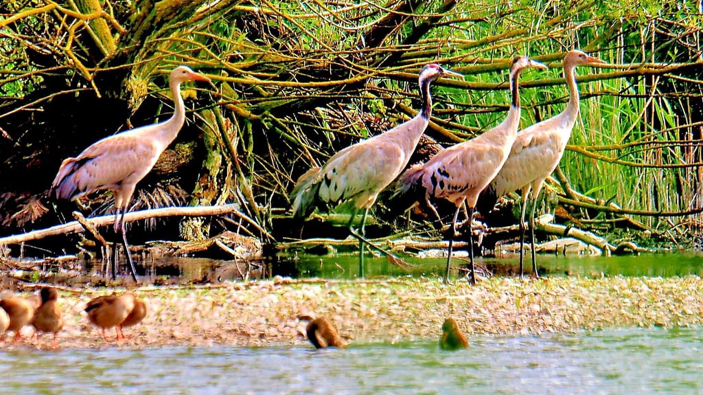 Erstmals wurden im Froser Seeland zwei Kranichjunge aufgezogen. Die vierköpfige Familie ist dort nun gemeinsam auf Futtersuche.