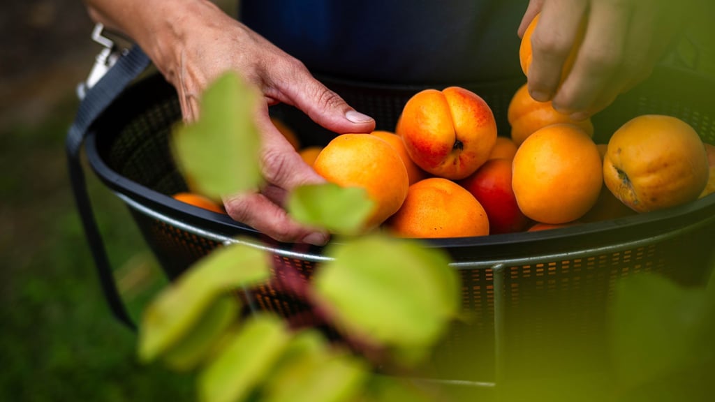 Reiche Ernte: Wer geerntetes einfriert, bewahrt den Geschmack und die Nährstoffe des Sommers für die kalte Jahreszeit.