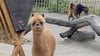 Die tierischen Bewohner im Halberstädter Tiergarten stehen im Mittelpunkt, wenn am 17. August wieder das große Tiergartenfest stattfindet.
