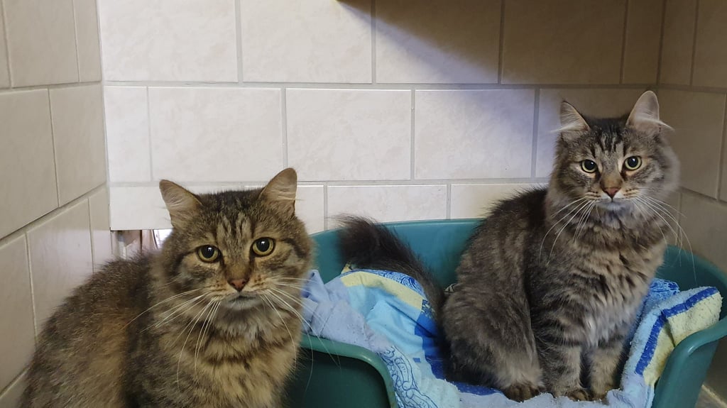Für die beiden Kater Kuschel und Wuschel, die seit fast acht Monaten im Tierheim Quedlinburg sind, wird ein neues Zuhause gesucht.