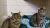 Für die beiden Kater Kuschel und Wuschel, die seit fast acht Monaten im Tierheim Quedlinburg sind, wird ein neues Zuhause gesucht. 