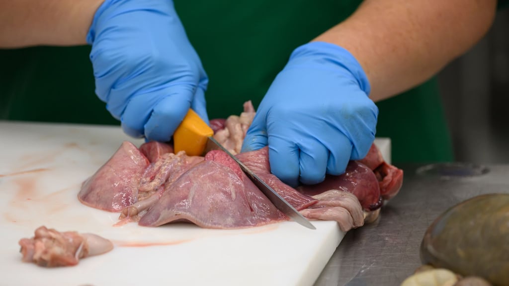 Die Landesuntersuchungsanstalt Sachsen nimmt regelmäßig Proben, um Lebensmittel und Tierkörper zu untersuchen.