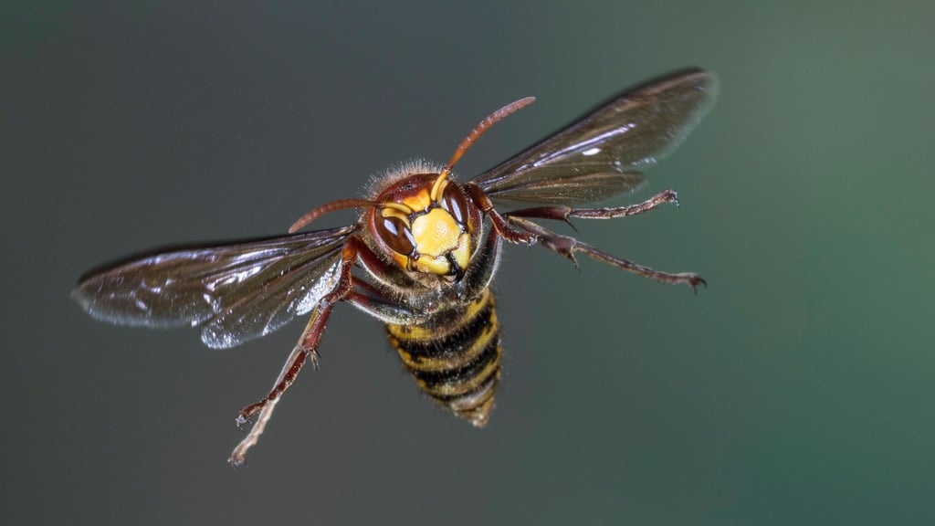 Die Europäische Hornisse gilt als friedfertig.